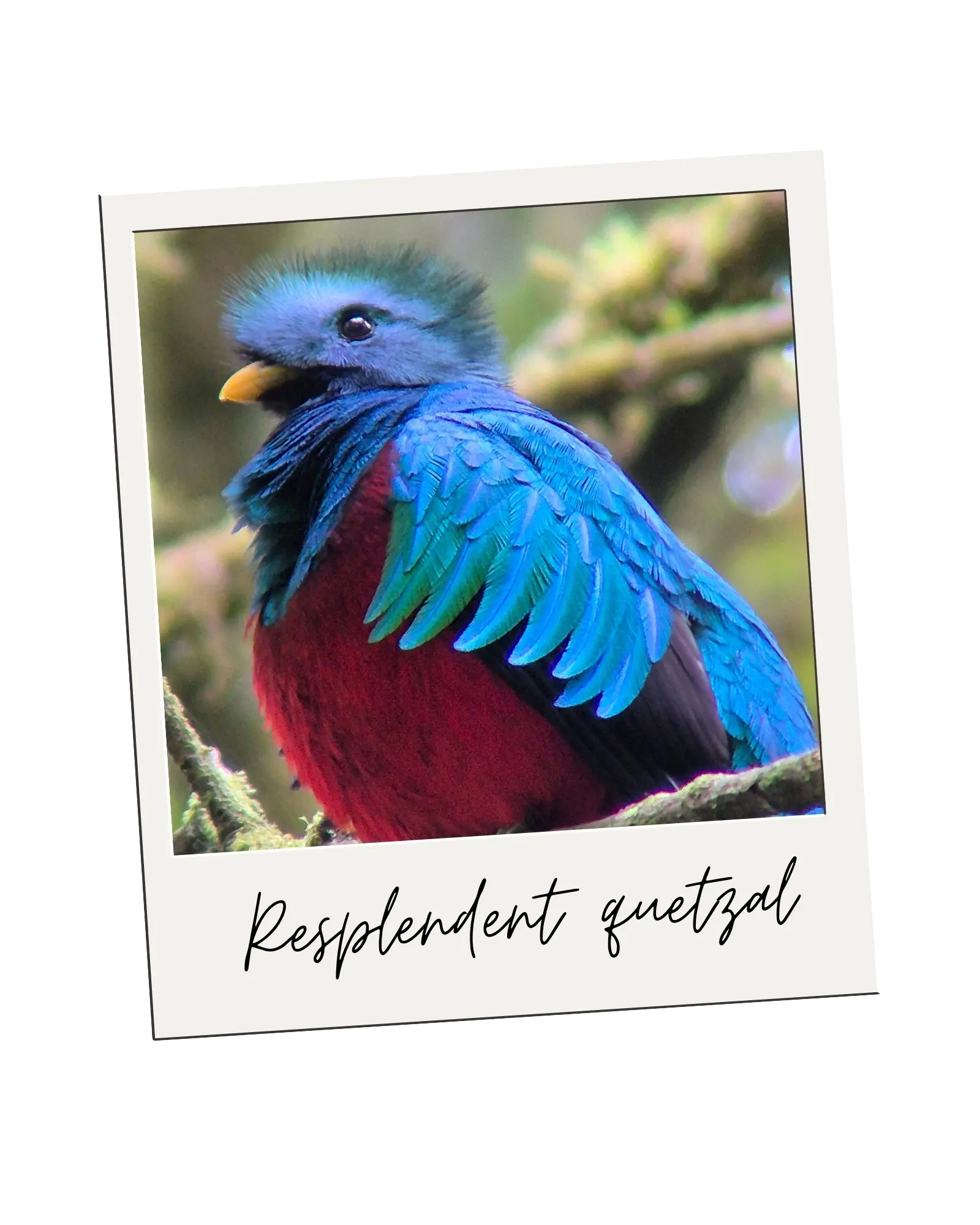 Birdwatching Tour