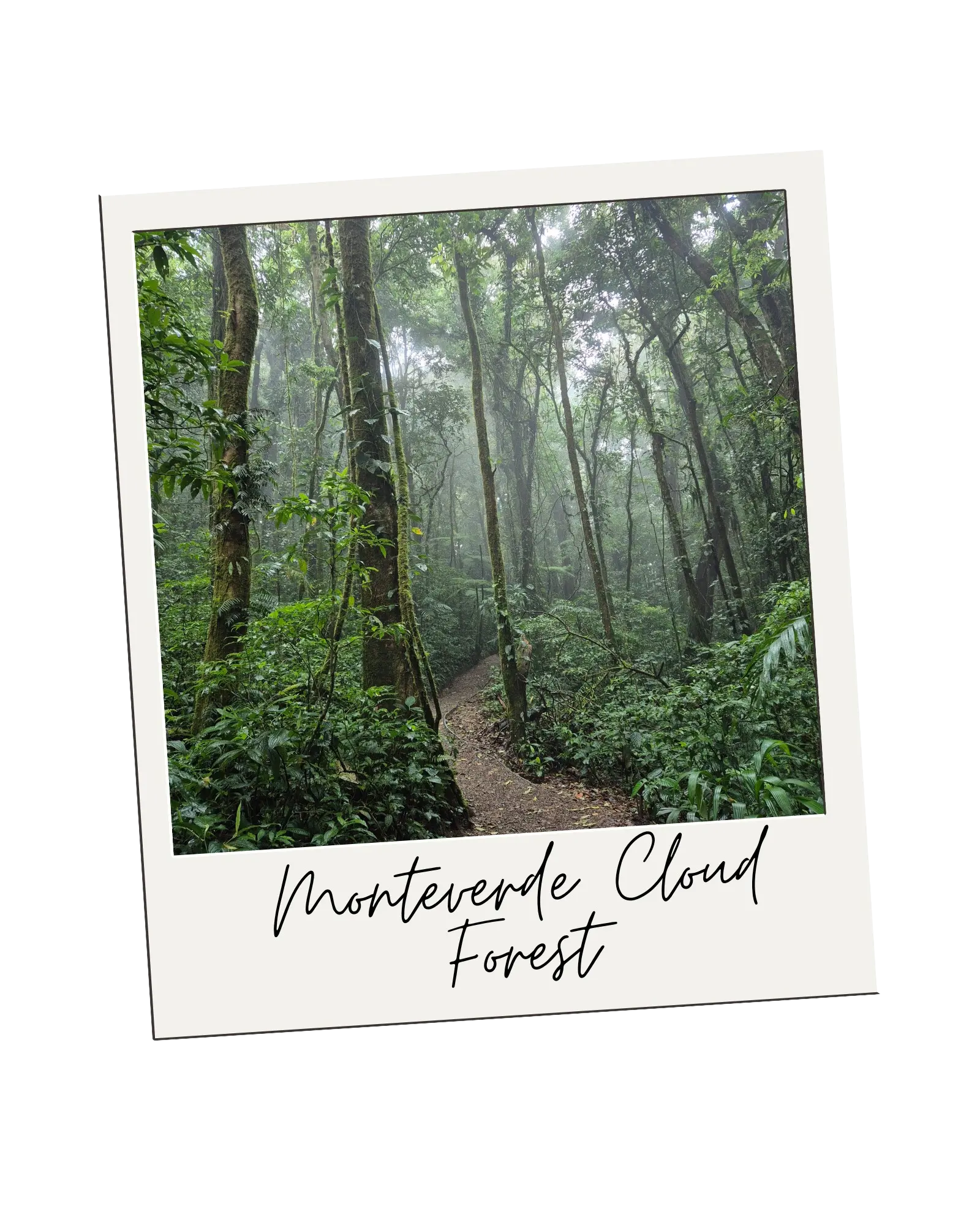 Cloud Forest Tour