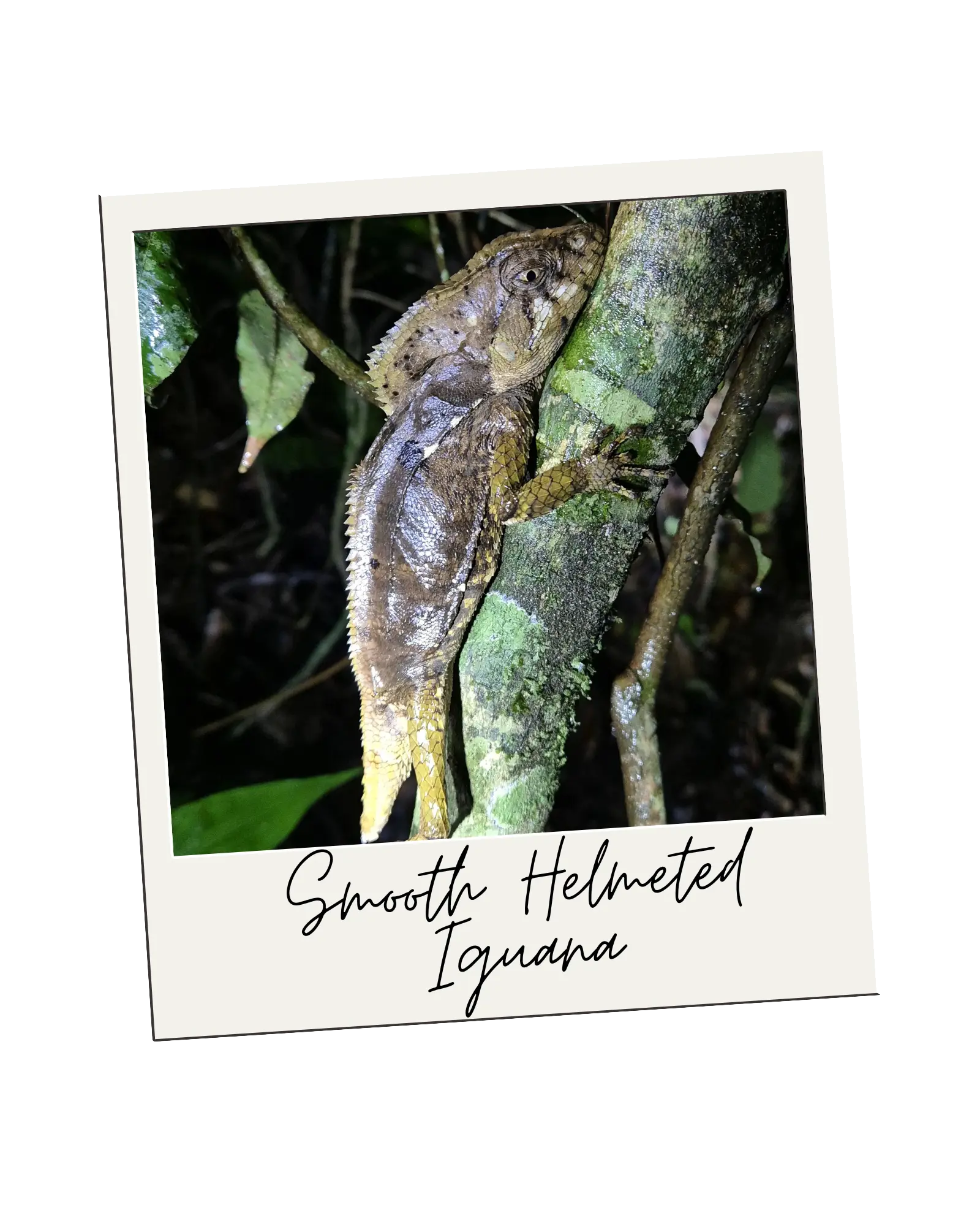 Monteverde Night Tour